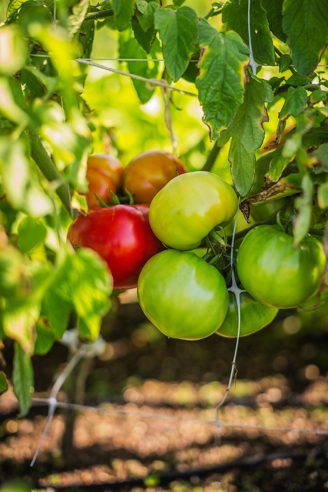 Consejos para cultivar tomates en macetas colgantes para obtener resultados frescos y jugosos 
