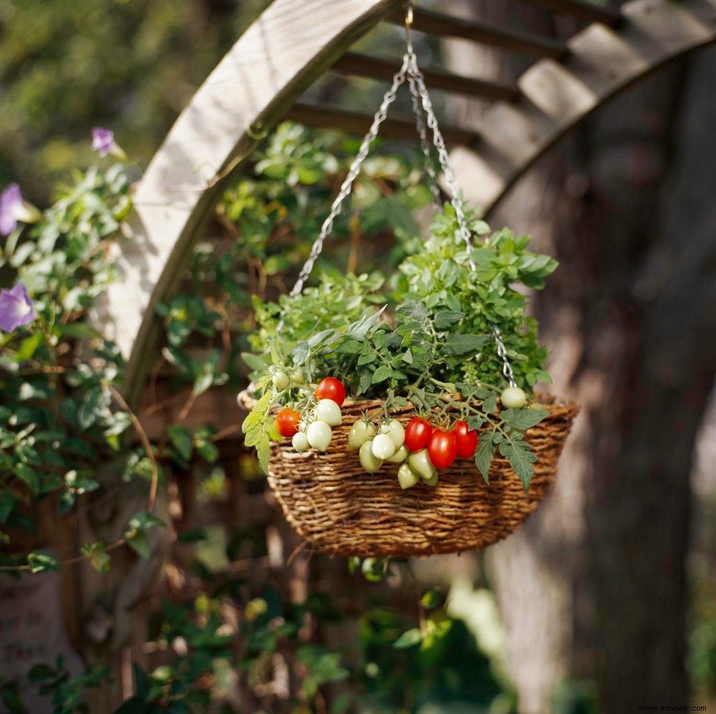 Consejos para cultivar tomates en macetas colgantes para obtener resultados frescos y jugosos 