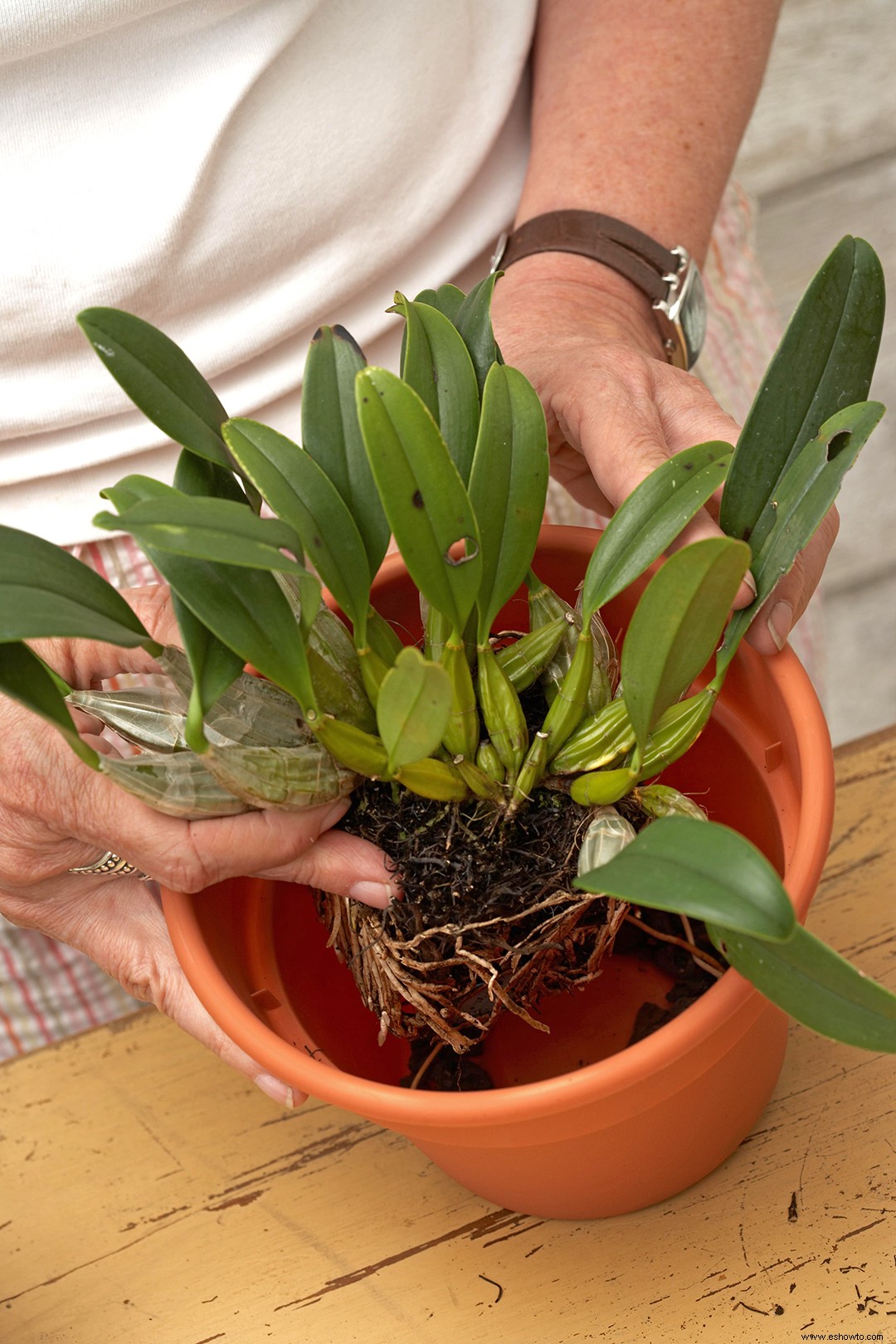 Todo lo que necesitas saber sobre las macetas para orquídeas 