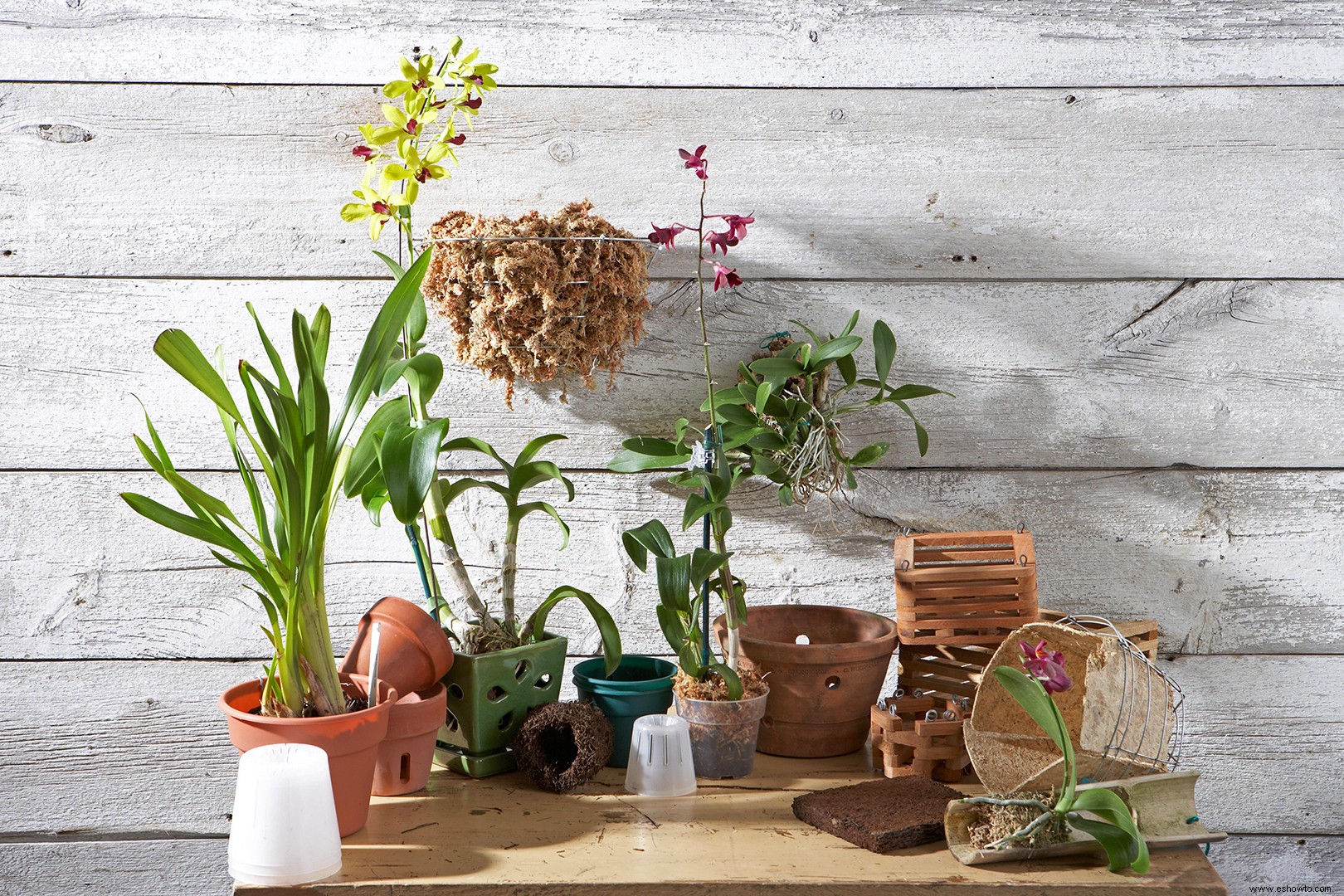 Todo lo que necesitas saber sobre las macetas para orquídeas 