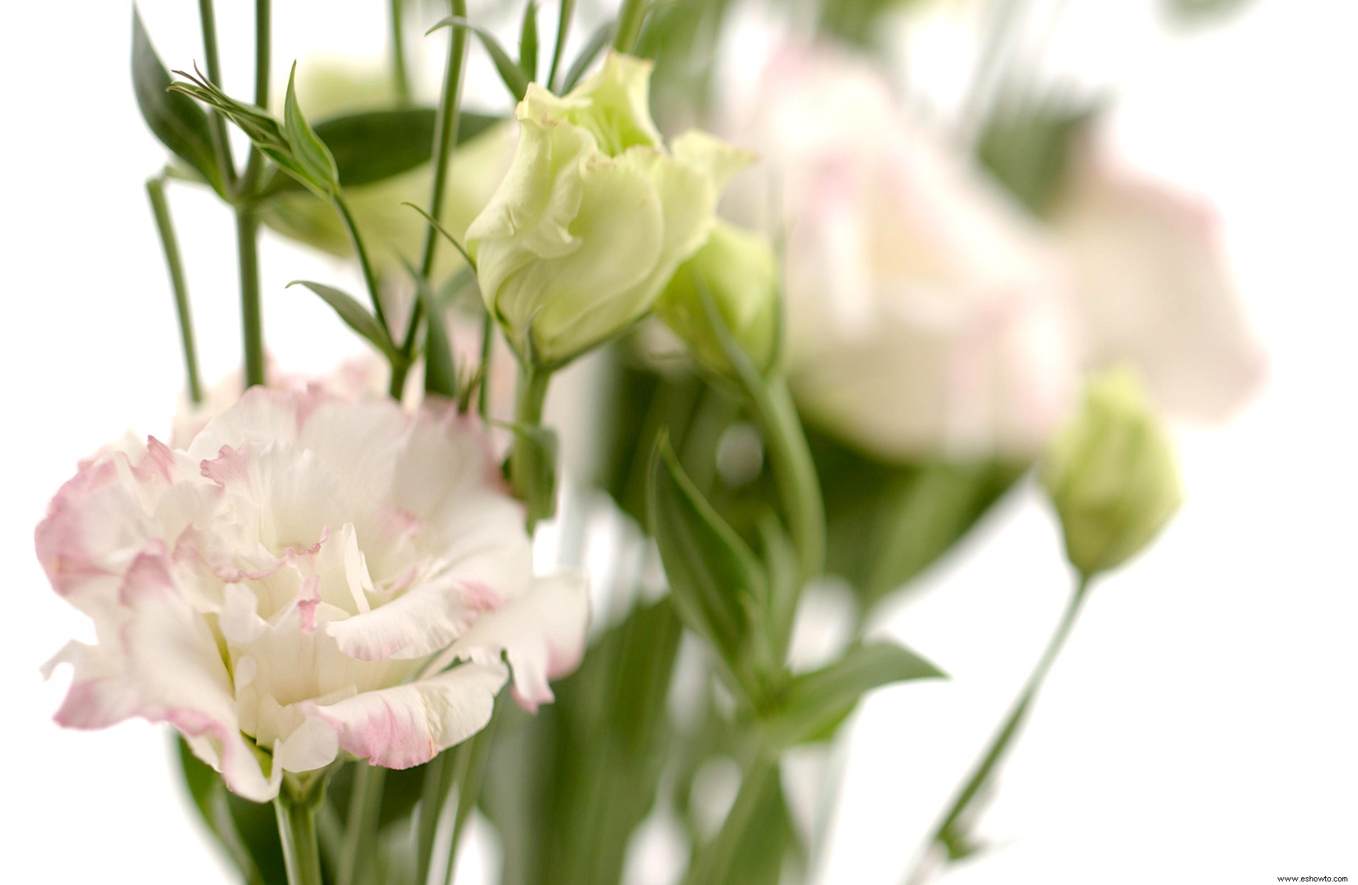 Conozca la flor de su mes de nacimiento y el significado detrás de ella 