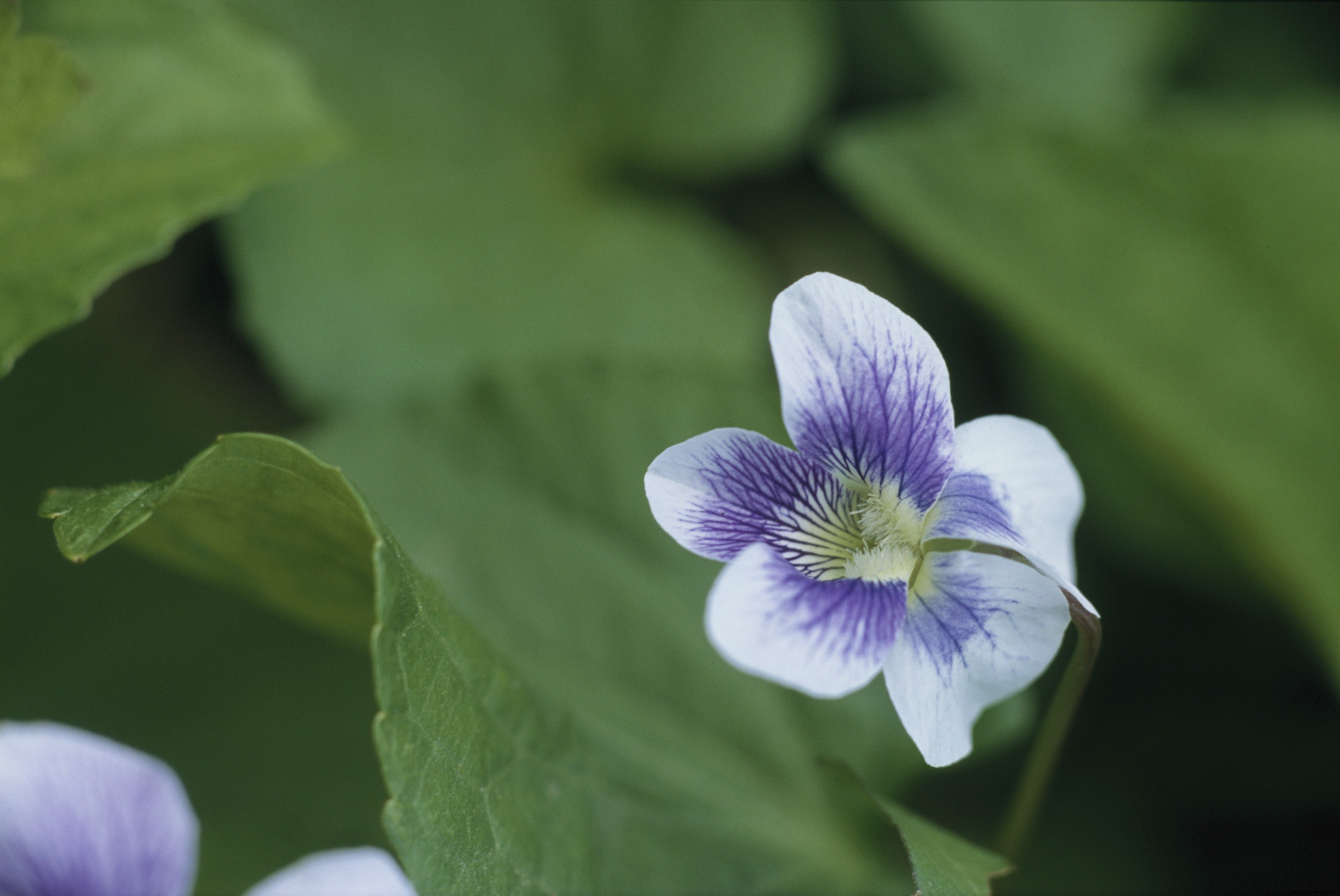 Conozca la flor de su mes de nacimiento y el significado detrás de ella 