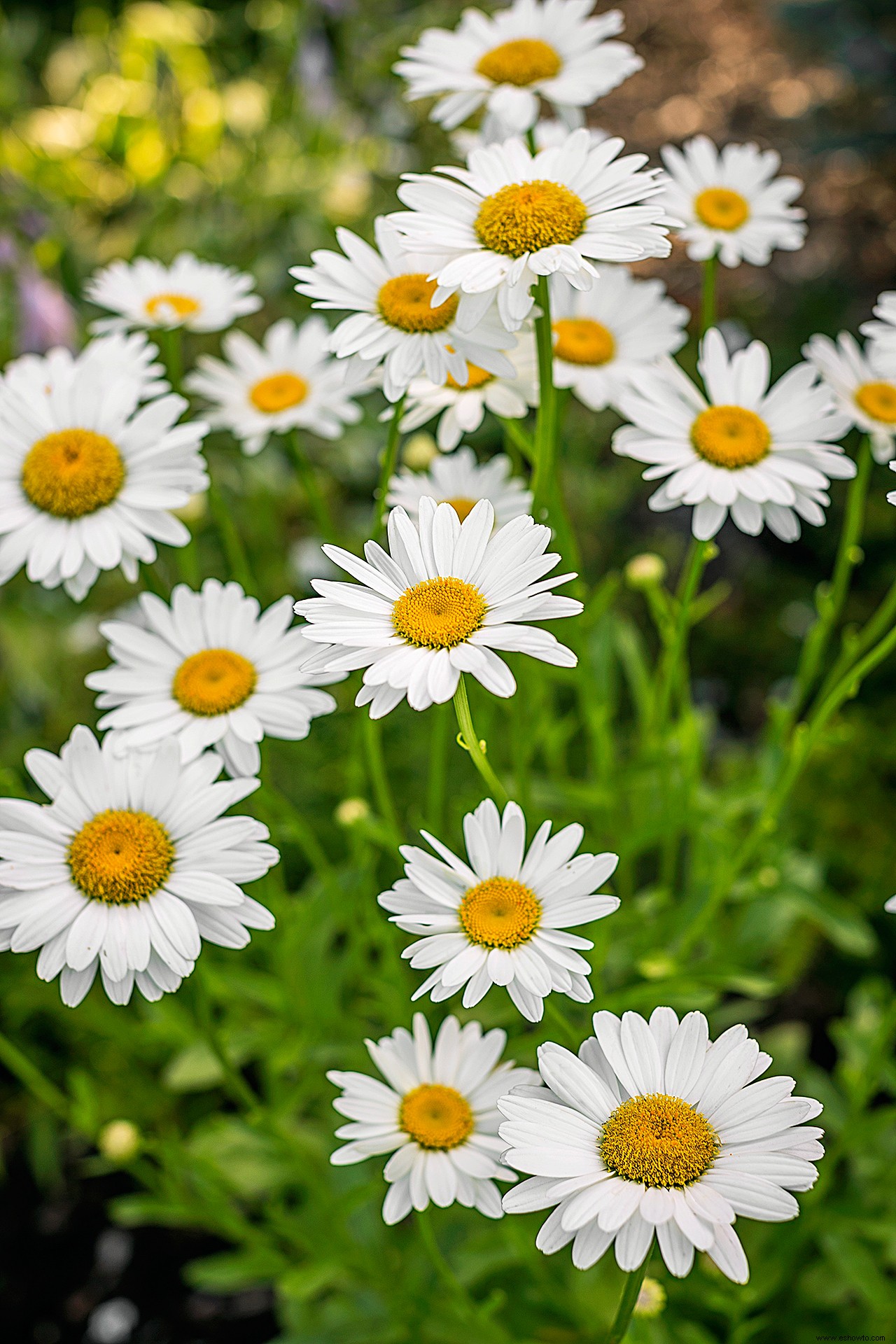 Conozca la flor de su mes de nacimiento y el significado detrás de ella 