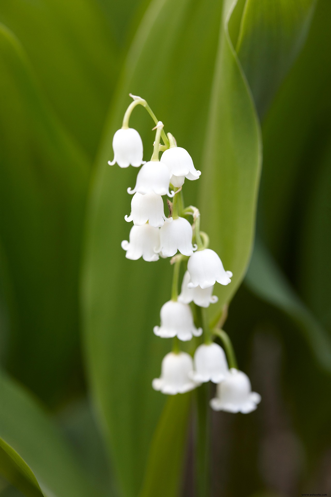 Conozca la flor de su mes de nacimiento y el significado detrás de ella 