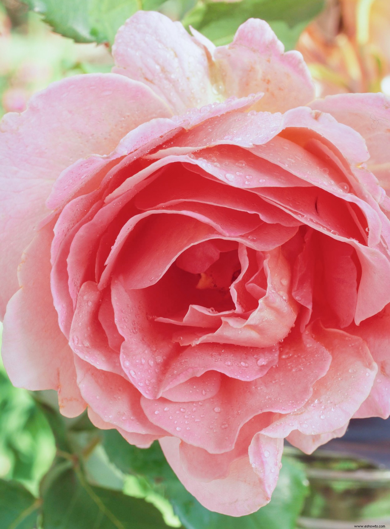 Conozca la flor de su mes de nacimiento y el significado detrás de ella 