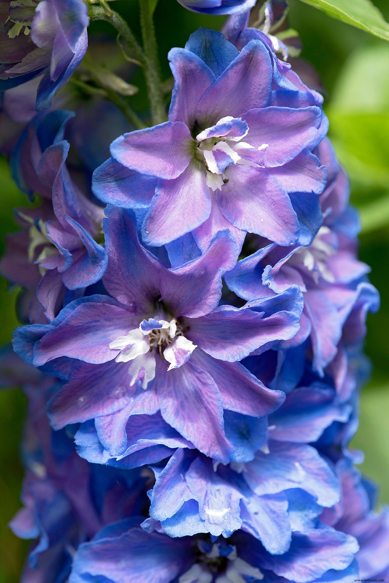 Conozca la flor de su mes de nacimiento y el significado detrás de ella 