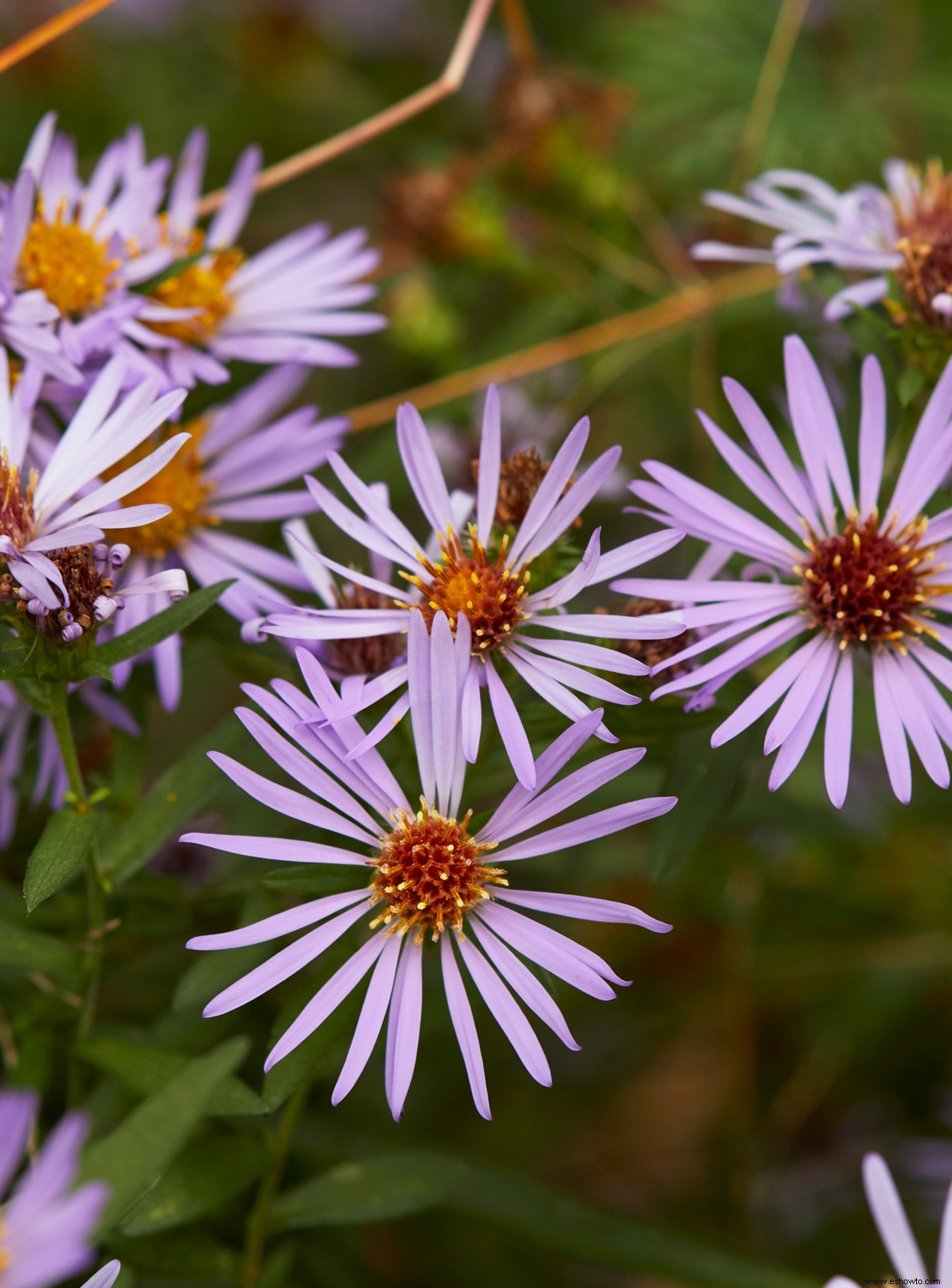 Conozca la flor de su mes de nacimiento y el significado detrás de ella 