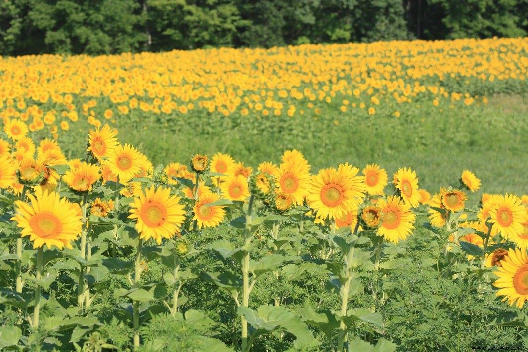 11 de los campos de girasoles más bellos del país 