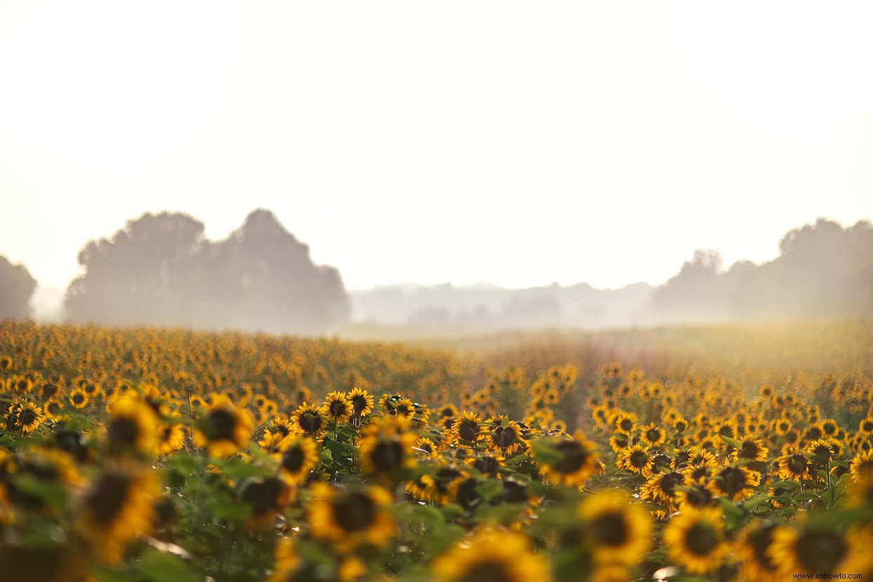 11 de los campos de girasoles más bellos del país 