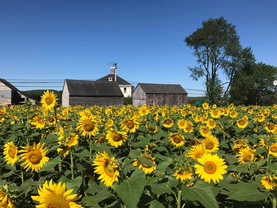 11 de los campos de girasoles más bellos del país 