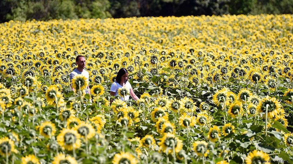 11 de los campos de girasoles más bellos del país 