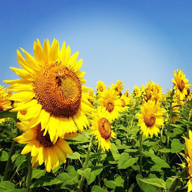 11 de los campos de girasoles más bellos del país 