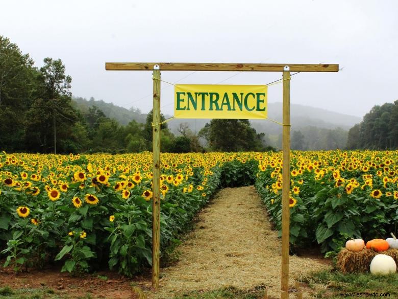 11 de los campos de girasoles más bellos del país 