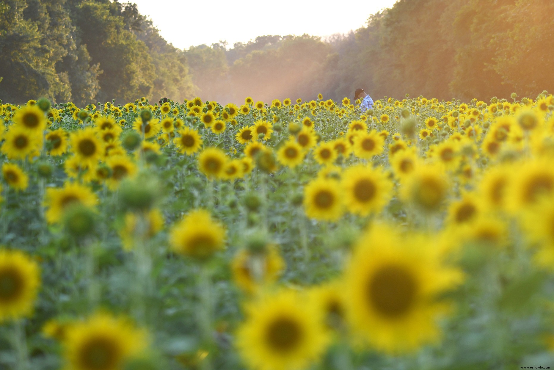 11 de los campos de girasoles más bellos del país 