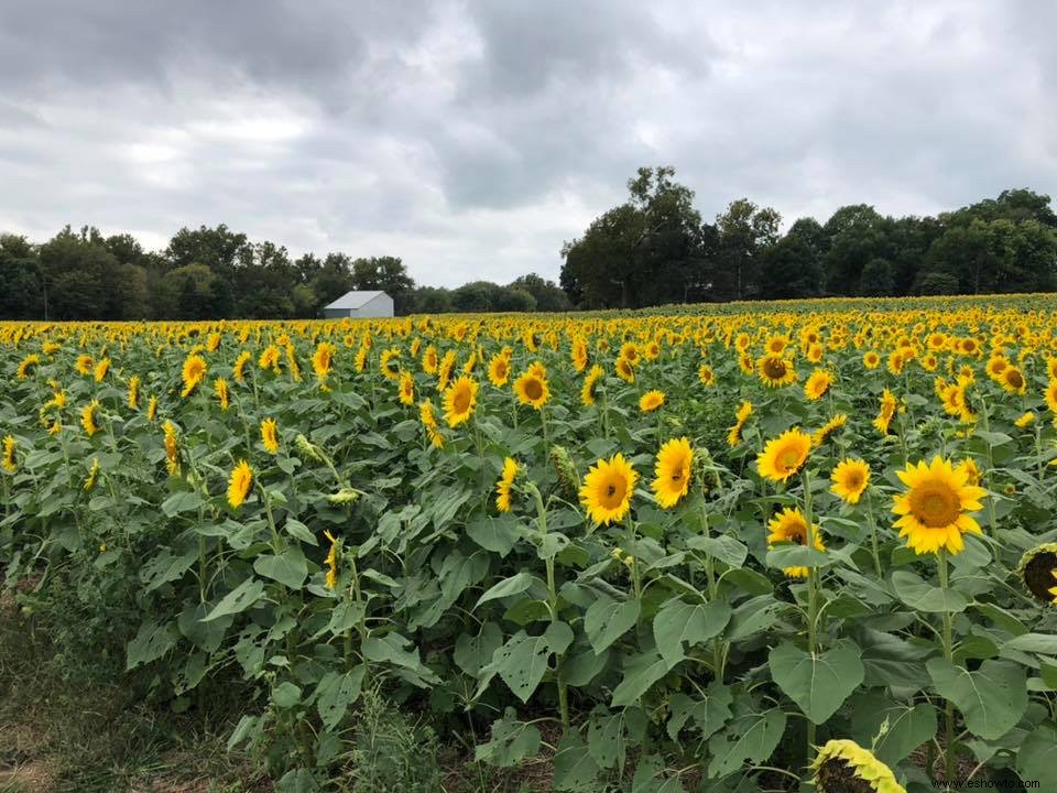 11 de los campos de girasoles más bellos del país 