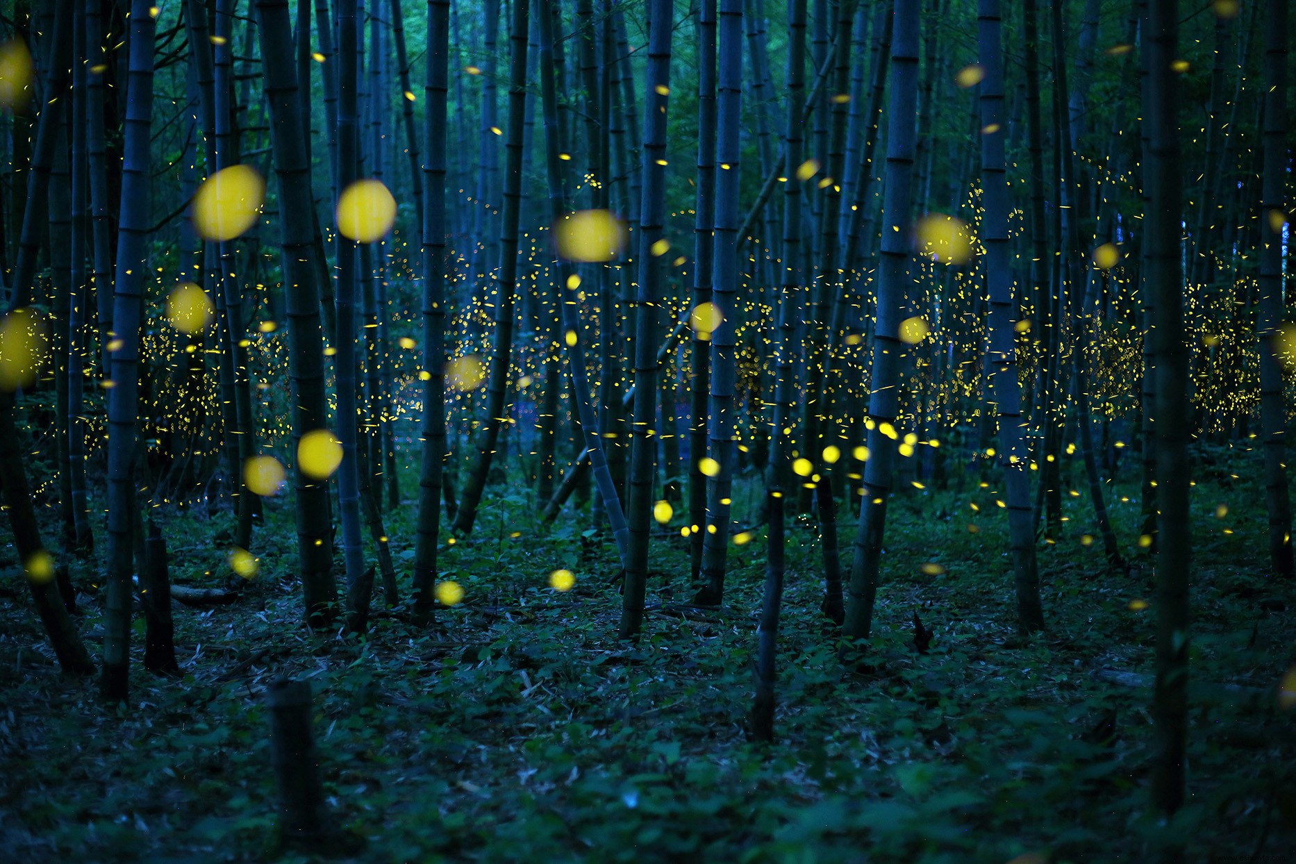 6 formas de atraer luciérnagas a tu jardín 