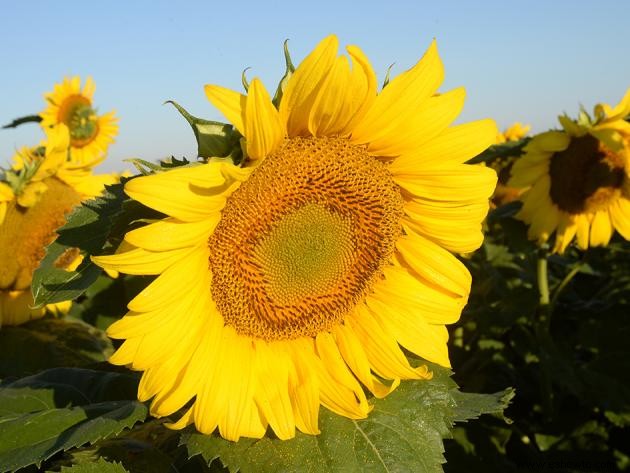 11 de los campos de girasoles más bellos del país 