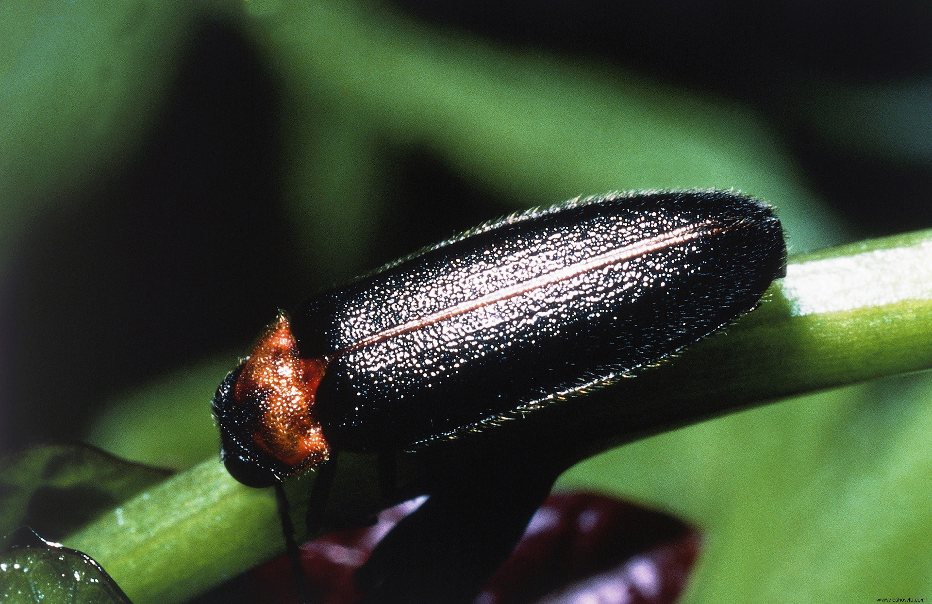 6 formas de atraer luciérnagas a tu jardín 