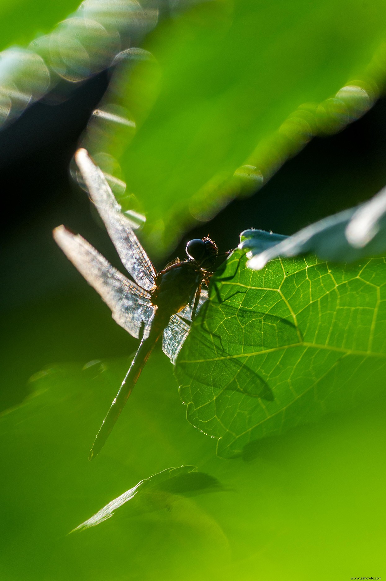 3 pasos para atraer libélulas a tu jardín 