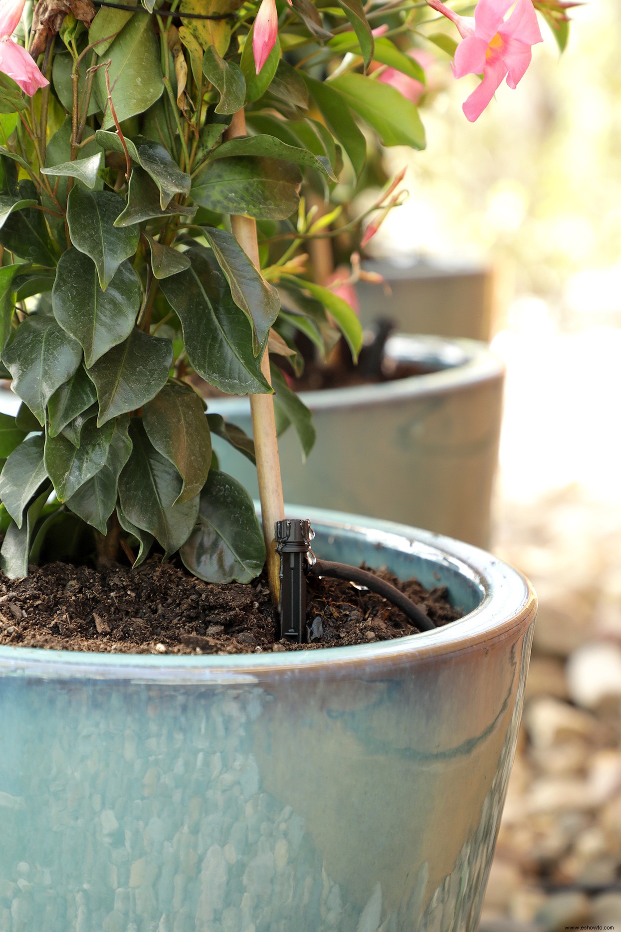 Cómo hacer un sistema de riego por goteo de bricolaje para su jardín de contenedores 