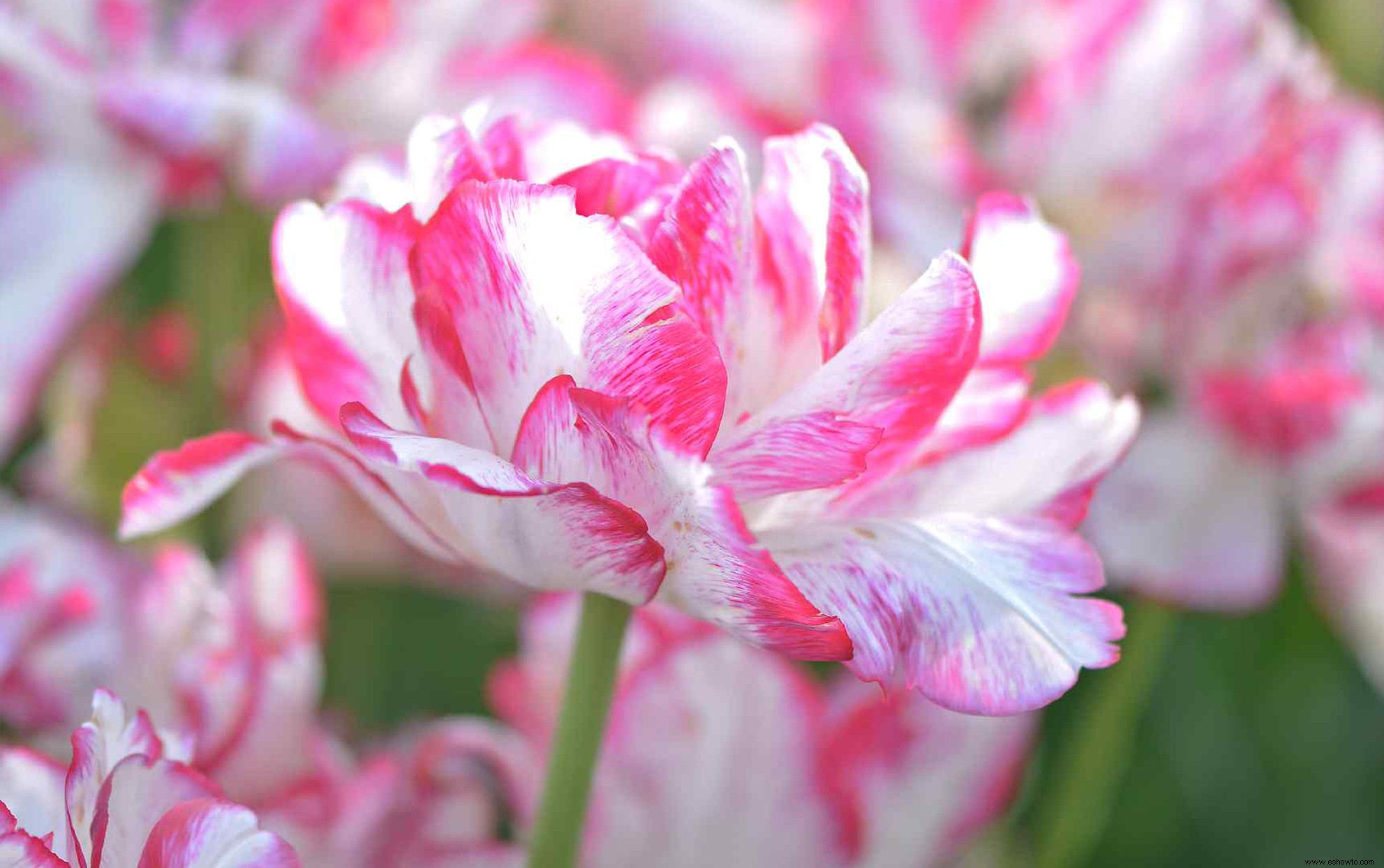 Planta estos bulbos de tulipán que se verán como flores de peonía en primavera 