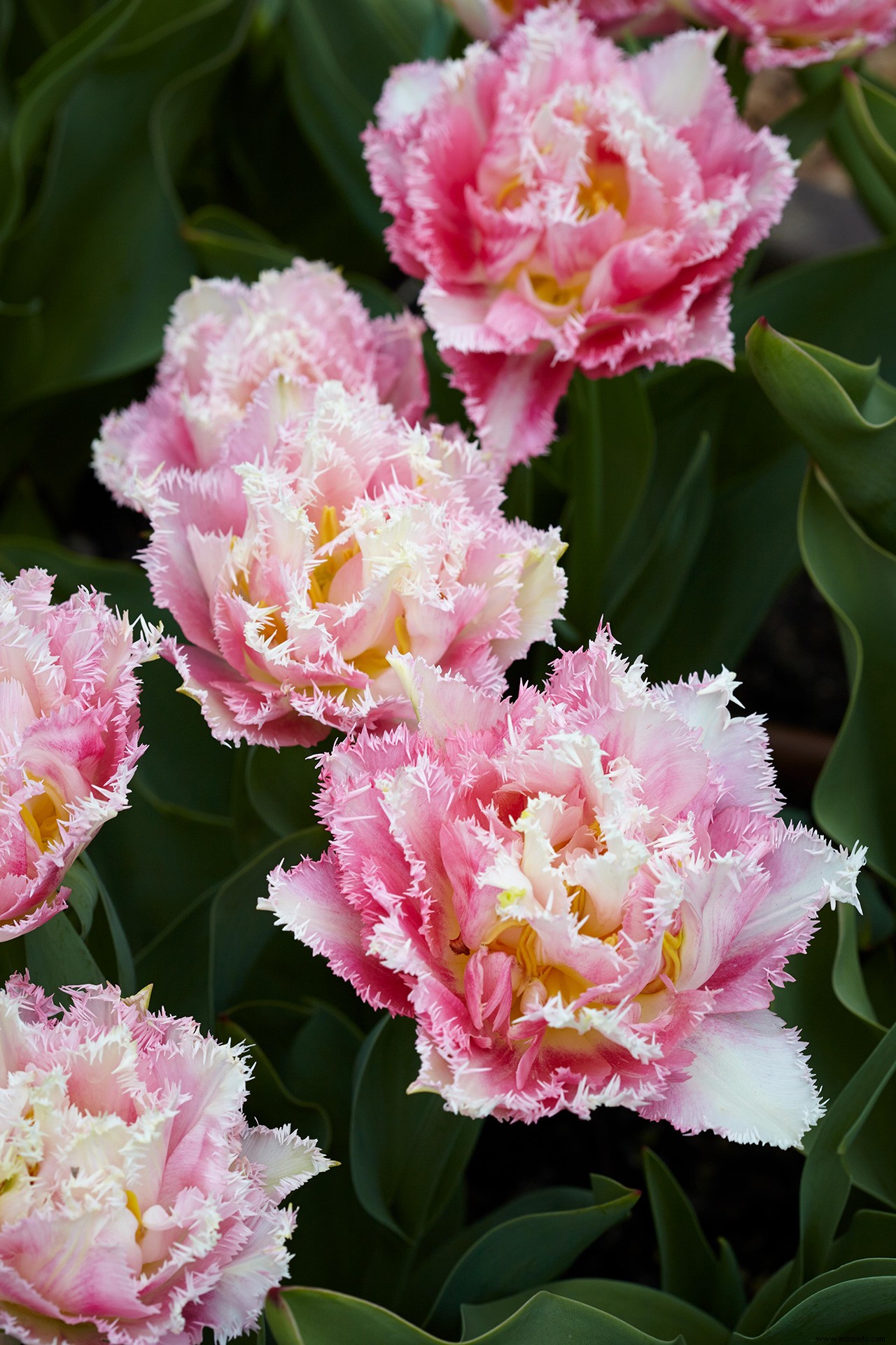 Planta estos bulbos de tulipán que se verán como flores de peonía en primavera 