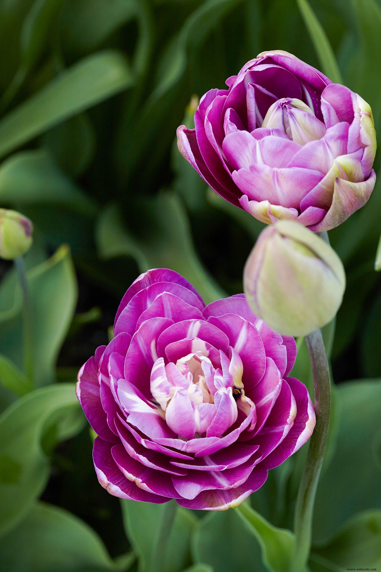 Planta estos bulbos de tulipán que se verán como flores de peonía en primavera 