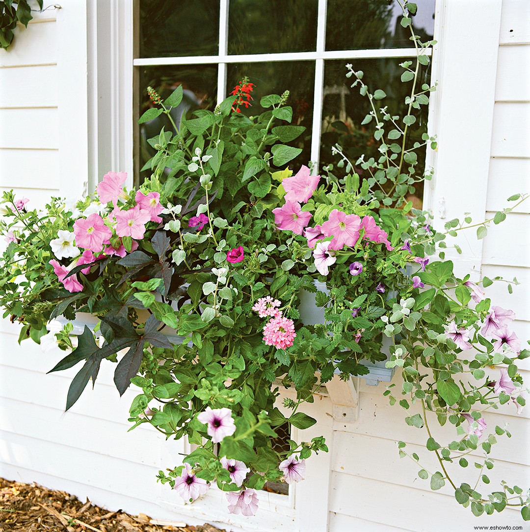 Cómo plantar una jardinera como un profesional 