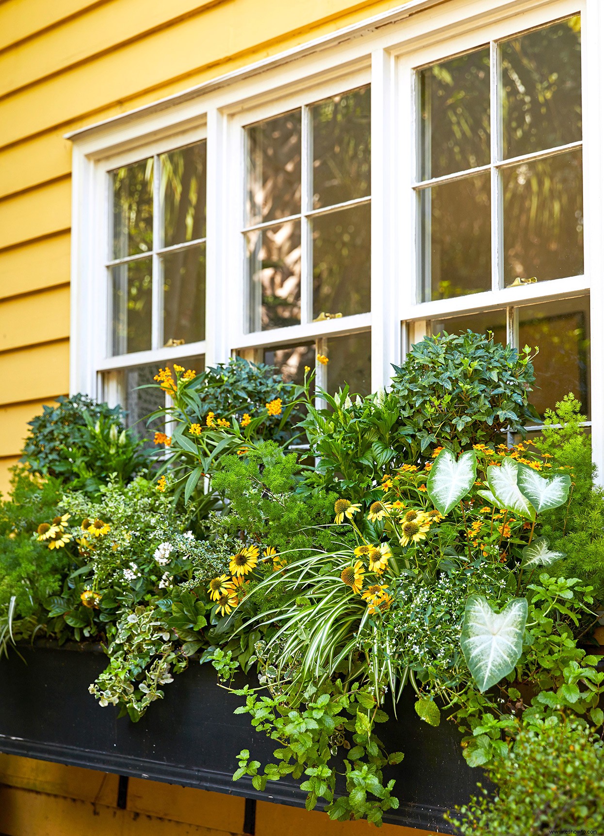 Cómo plantar una jardinera como un profesional 