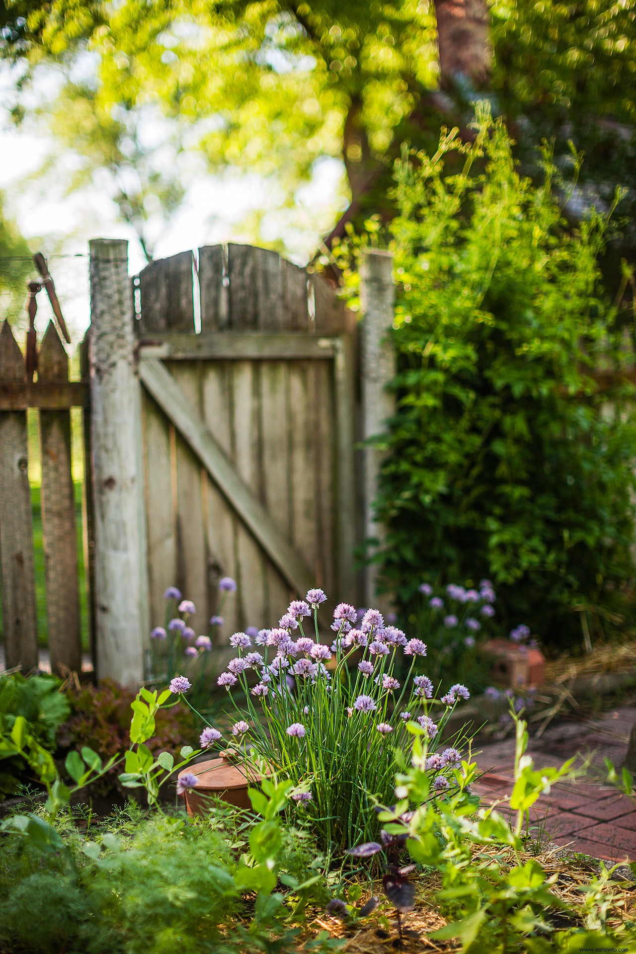 3 plantas que repelen garrapatas y pulgas de tu jardín 