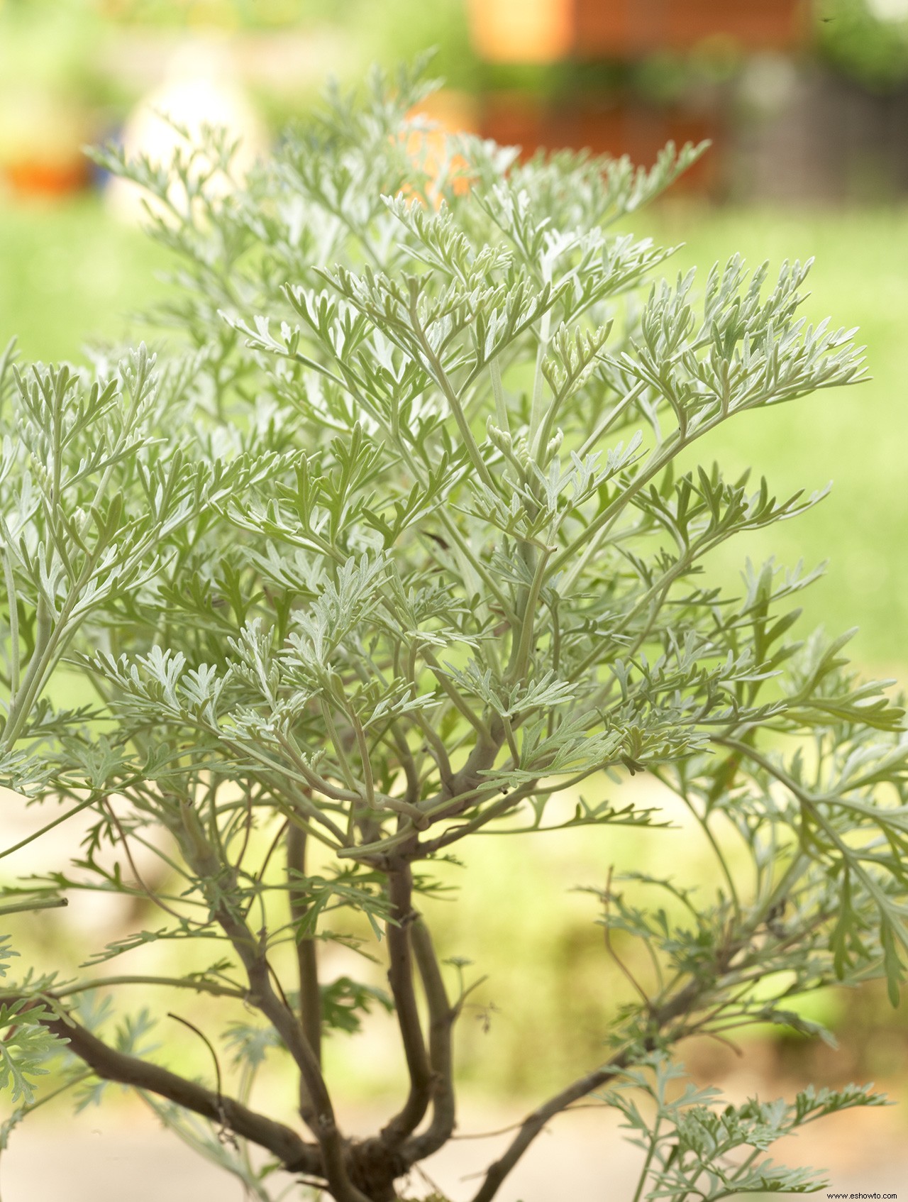 3 plantas que repelen garrapatas y pulgas de tu jardín 