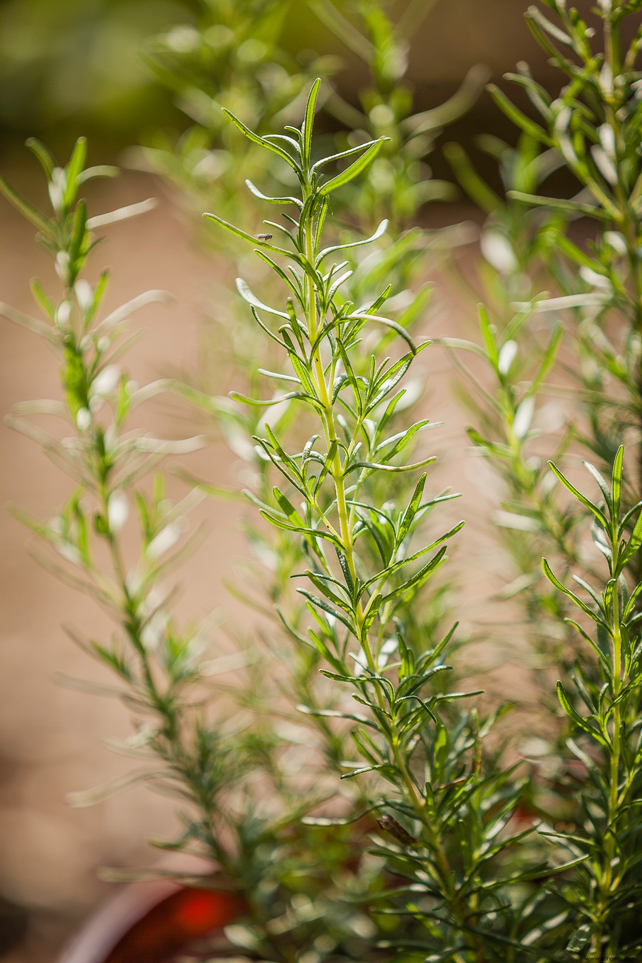 3 plantas que repelen garrapatas y pulgas de tu jardín 