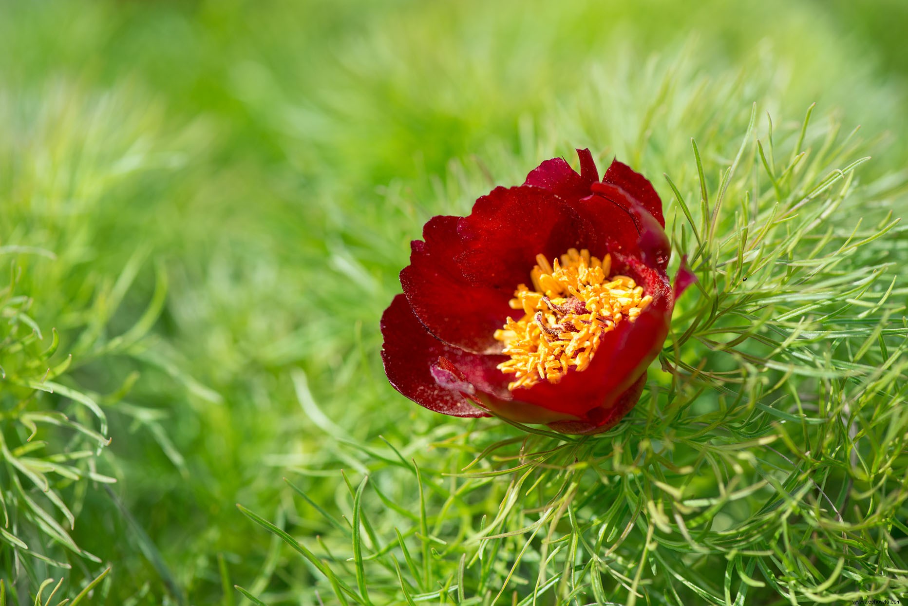 Fernleaf Peony lo tiene todo:enormes flores rojas desencadenadas por un follaje plumoso 