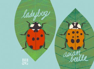 Cómo distinguir mariquitas buenas de las invasoras asiáticas: Guía experta