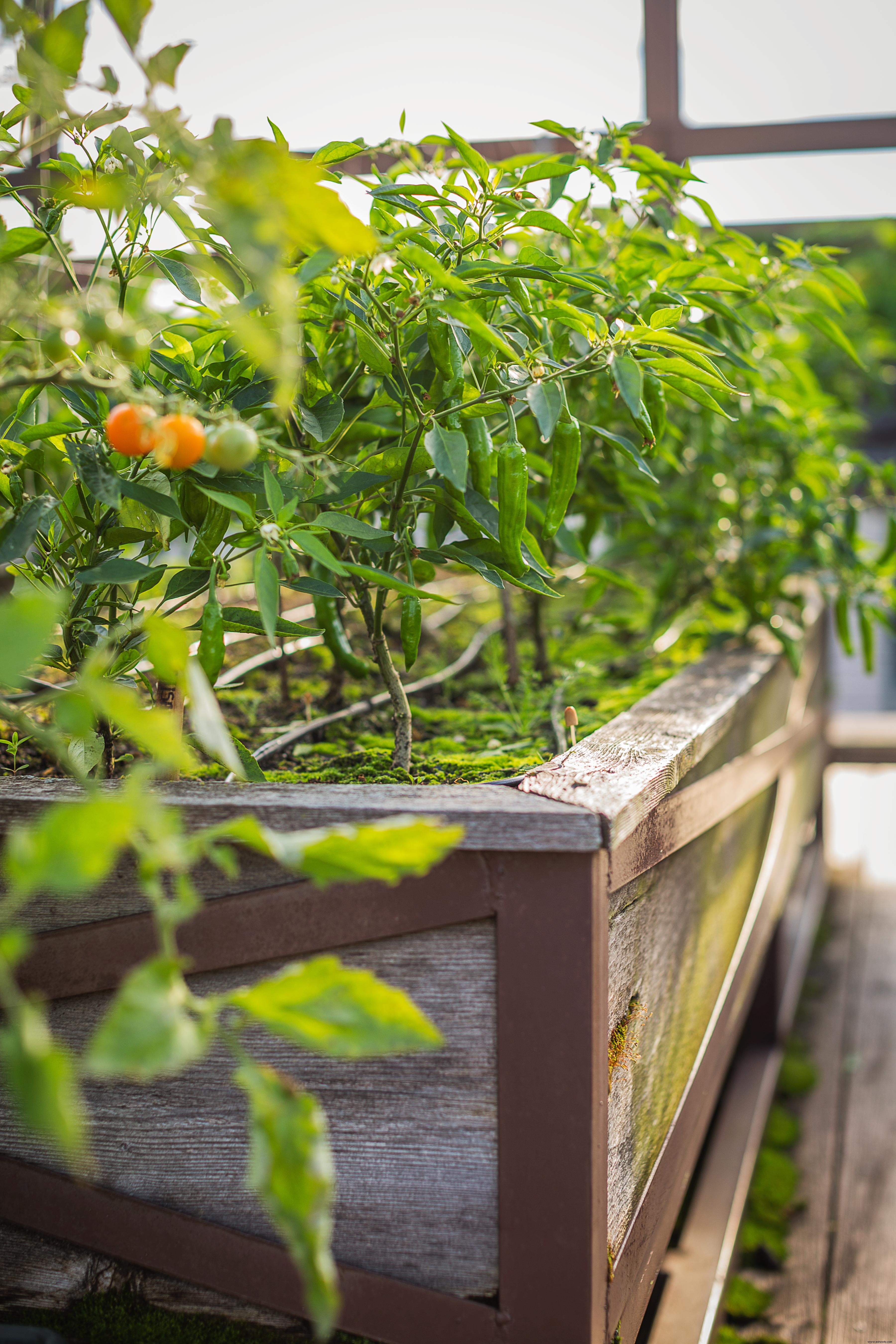 Guía de jardinería de pies cuadrados para principiantes 