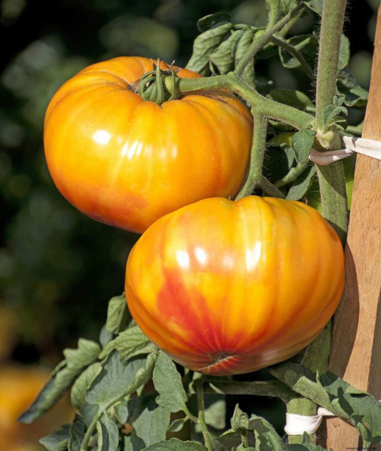 Estas 7 nuevas variedades de tomate han sido nombradas las mejores para 2020 