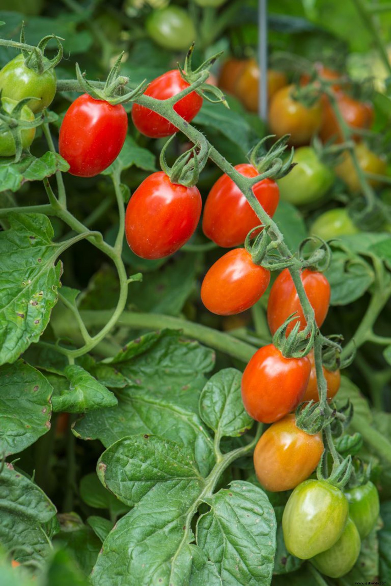Estas 7 nuevas variedades de tomate han sido nombradas las mejores para 2020 