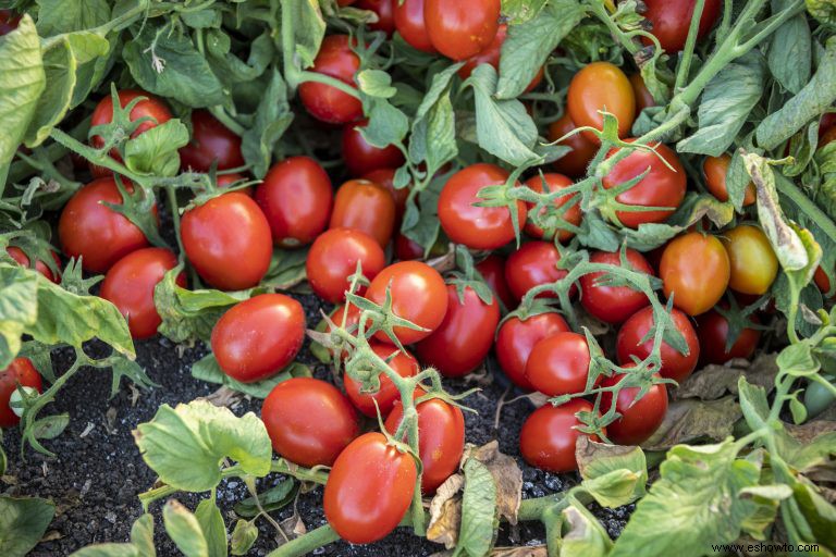 Estas 7 nuevas variedades de tomate han sido nombradas las mejores para 2020 