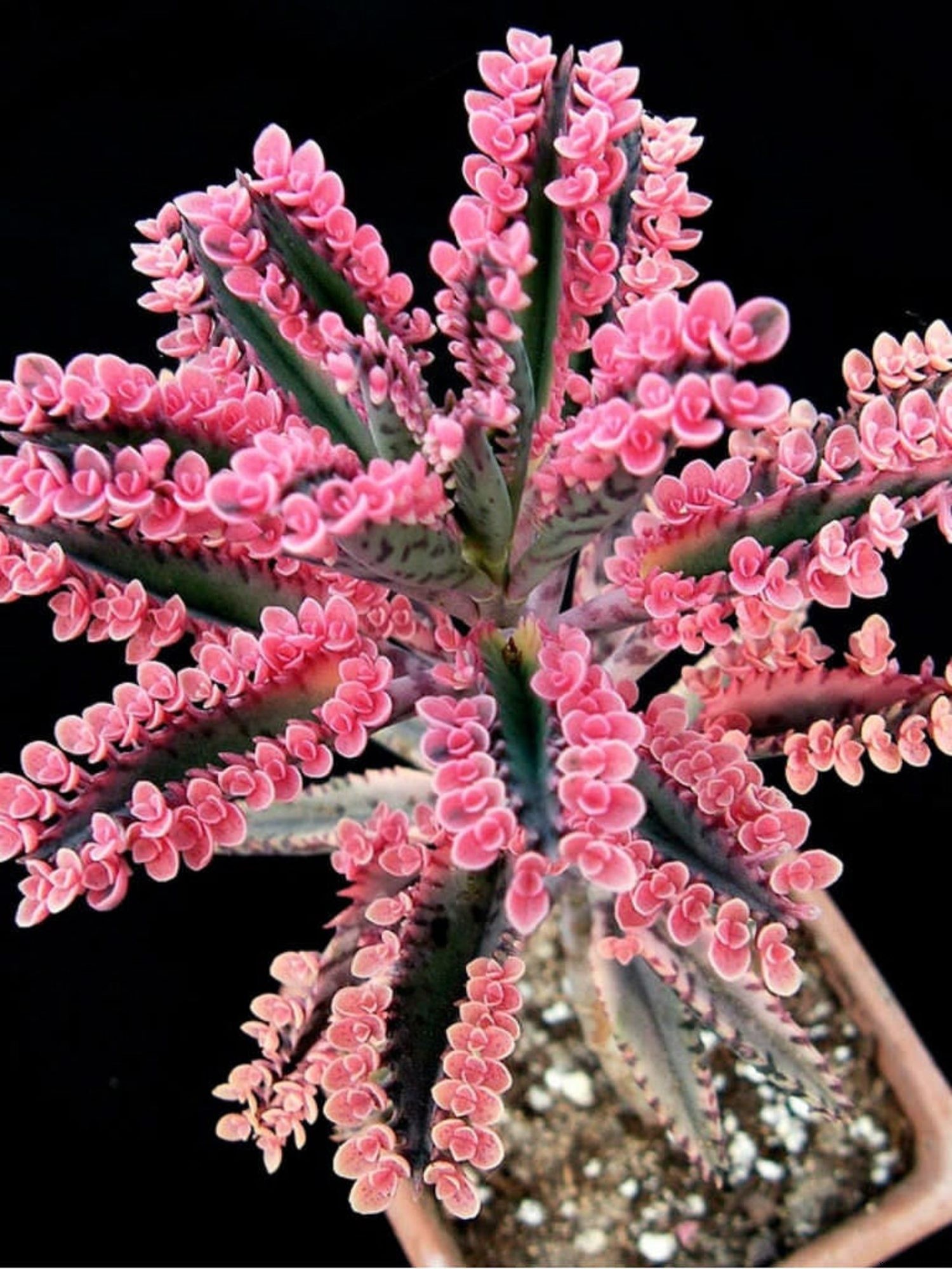 5 suculentas rosadas que hacen las plantas de interior más bonitas del día de San Valentín 