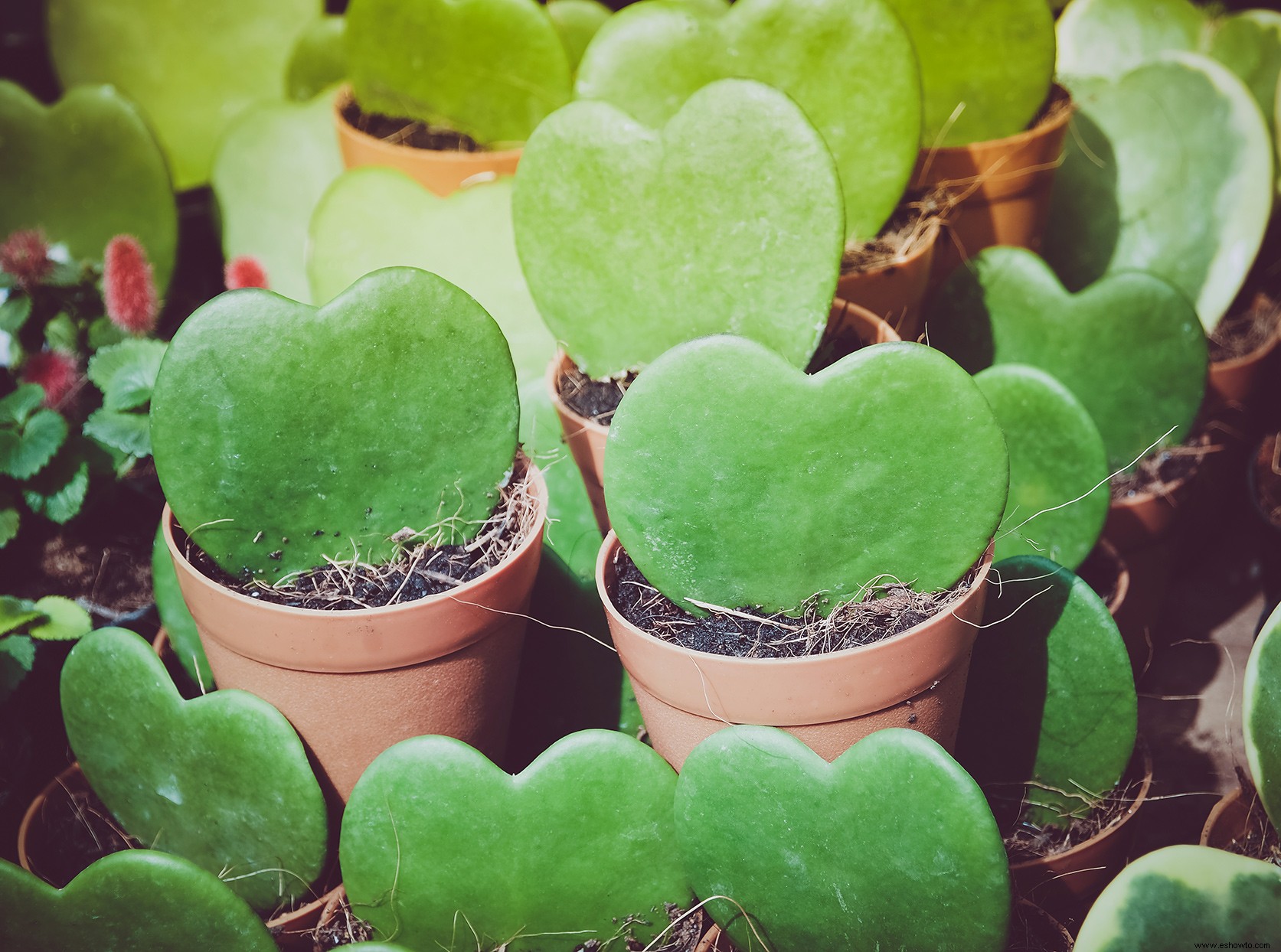 Difunde el amor con estas 5 plantas de interior en forma de corazón 