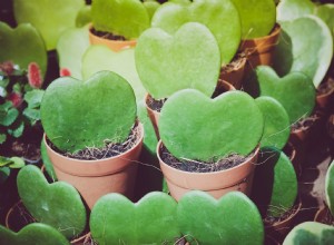 Difunde el amor con estas 5 plantas de interior en forma de corazón 