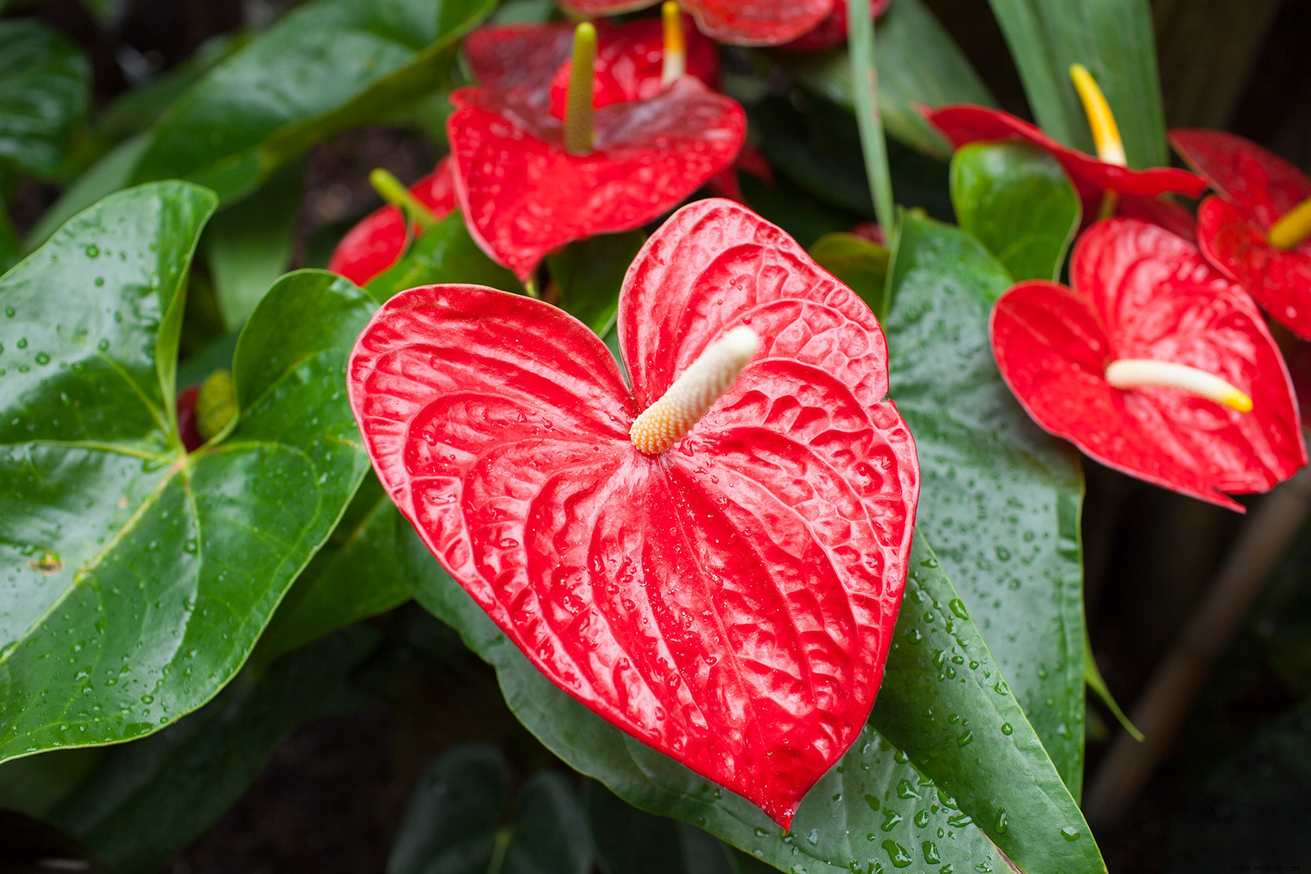 Difunde el amor con estas 5 plantas de interior en forma de corazón 