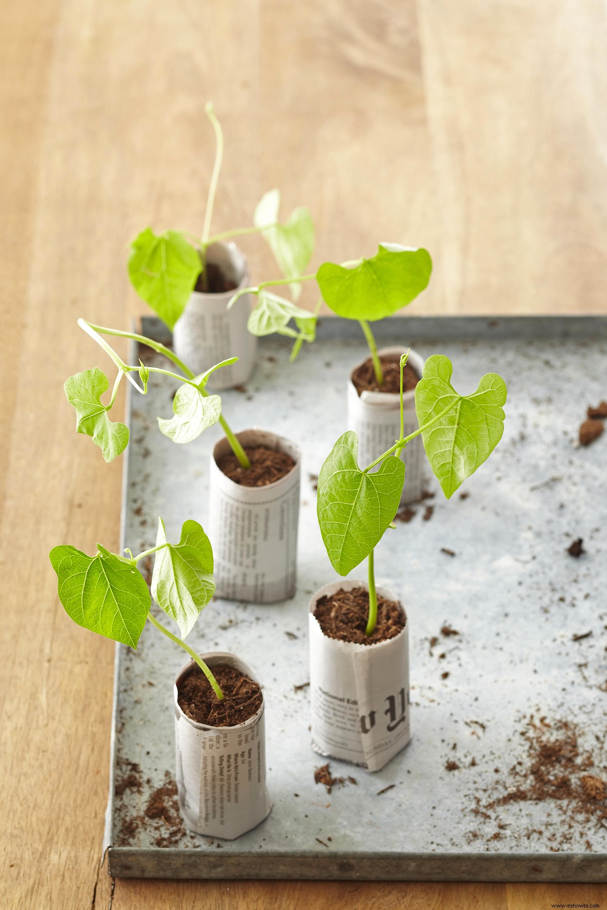 4 macetas caseras para sembrar que puedes hacer con artículos que ya tienes 