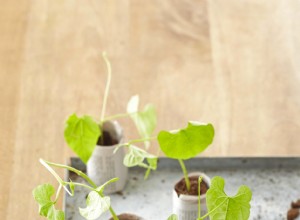 4 Macetas Biodegradables Caseras para Semillas: Recicla Materiales de Casa en una Guía Experta