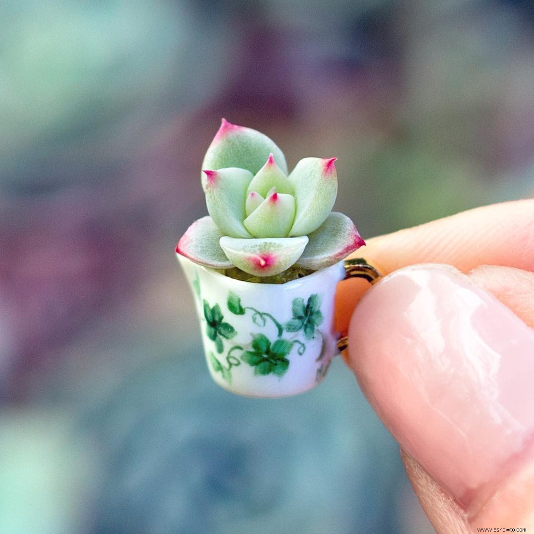 Las mini suculentas son las plantas de interior más lindas que jamás hayamos visto 