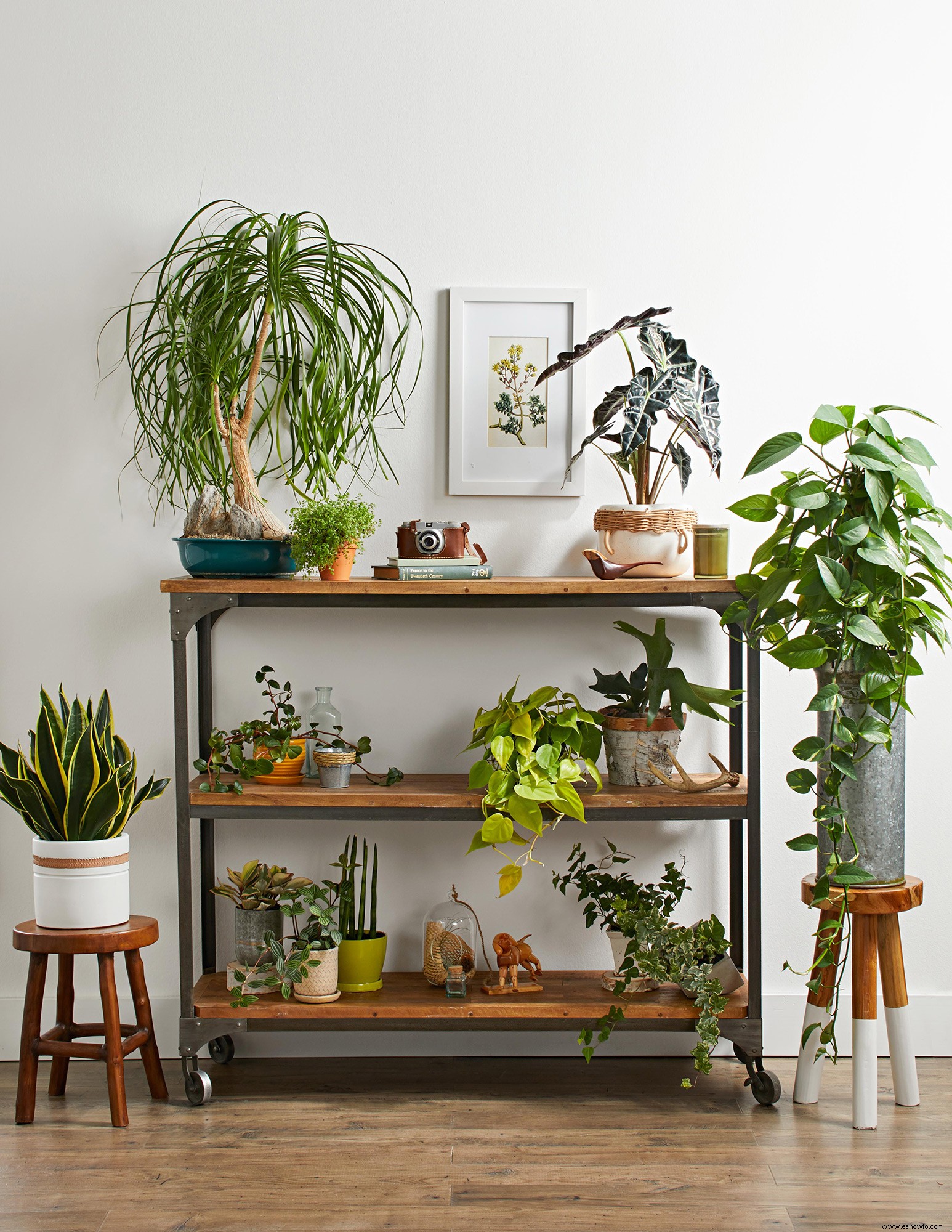 5 tendencias de plantas de interior que estarán de moda en 2020 