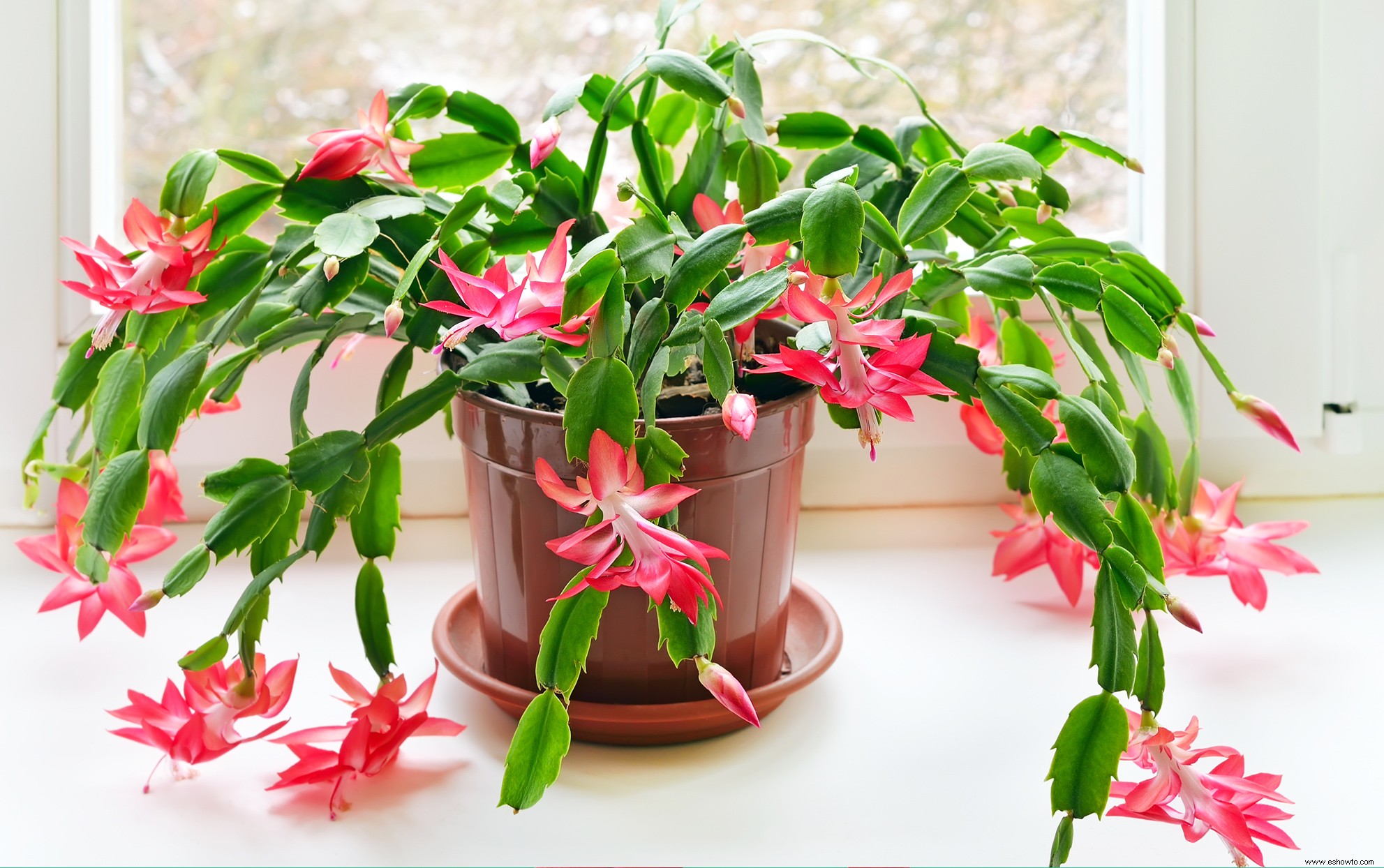 Existen cactus de Acción de Gracias, y sí, son diferentes de los cactus de Navidad 