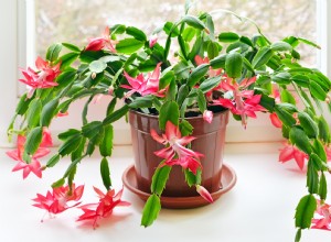 Cactus de Acción de Gracias vs. Cactus de Navidad: Diferencias clave para identificarlos