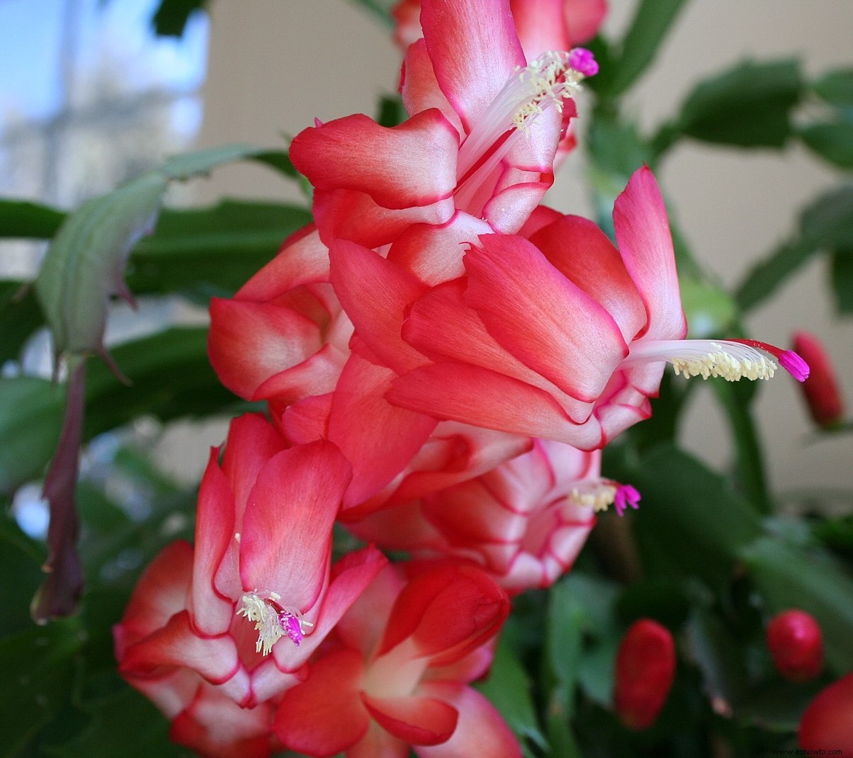 Existen cactus de Acción de Gracias, y sí, son diferentes de los cactus de Navidad 