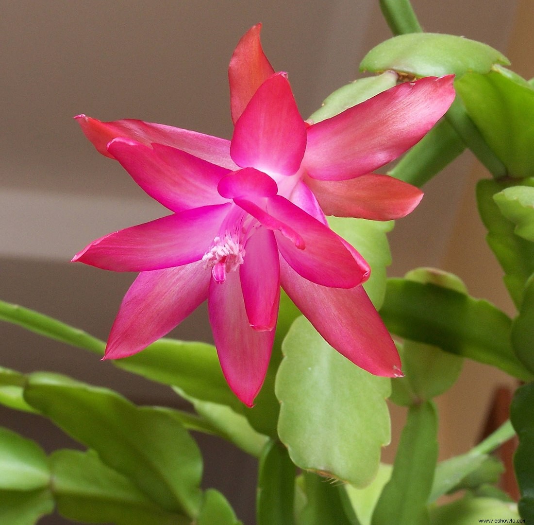 Existen cactus de Acción de Gracias, y sí, son diferentes de los cactus de Navidad 